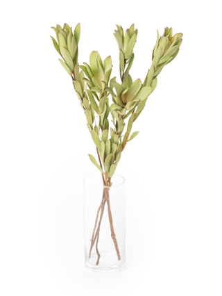 ドライ】リューカデンドロン プルモサス【茶/50cm】｜Flower Smith