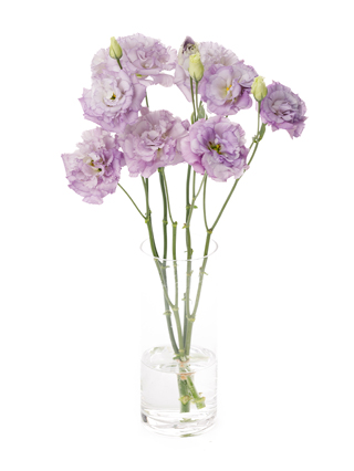 生花】トルコキキョウ(薄紫) 品種おまかせ【60cm/熊本県】｜Flower