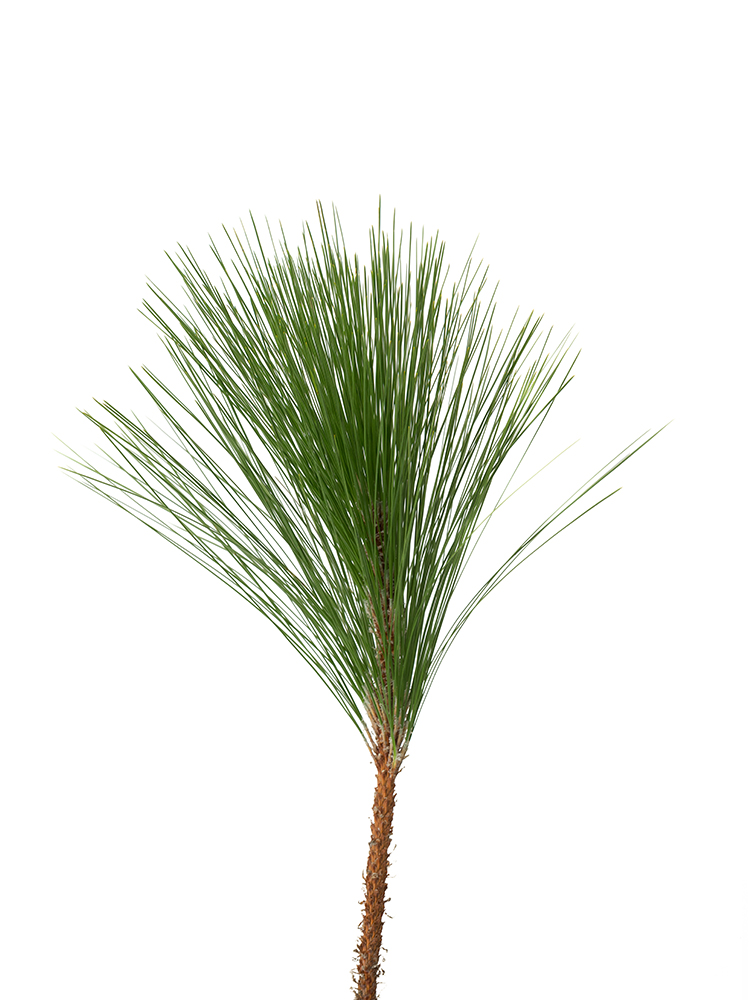 生花】マツ 大王松【緑/70cm/茨城県】｜Flower Smith Market（フラワー