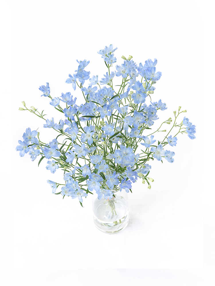 生花】スプレーデルフィニウム プラチナブルー【水色/50cm/愛知県