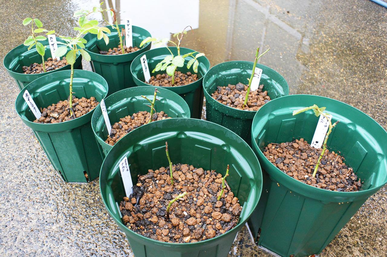 新枝の挿し木を鉢上げ | '香るバラ' 会津花畑蒸溜所