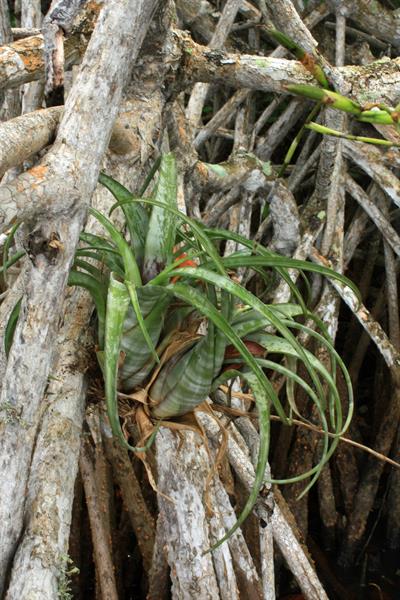 Tillandsia flexuosa (Twisted Airplant) - FSUS
