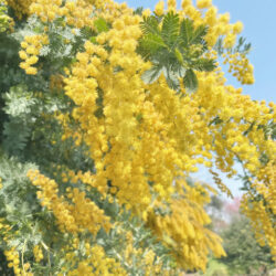 香料植物・ハーブ図鑑】ミモザ Mimosa