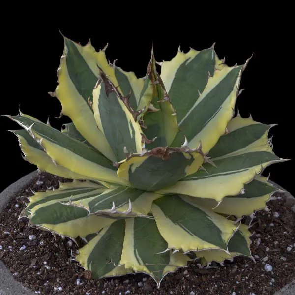 アガベ チタノタ スナグルトゥース Agave Titanota “Snaggle Tooth