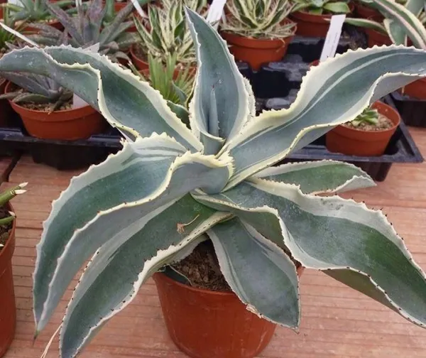 耐寒性植物の王様！アガベ「ミスター リップル（Agave 'Mr.Ripple