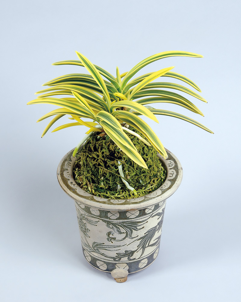 日本富貴蘭会 | 新登録品種一覧