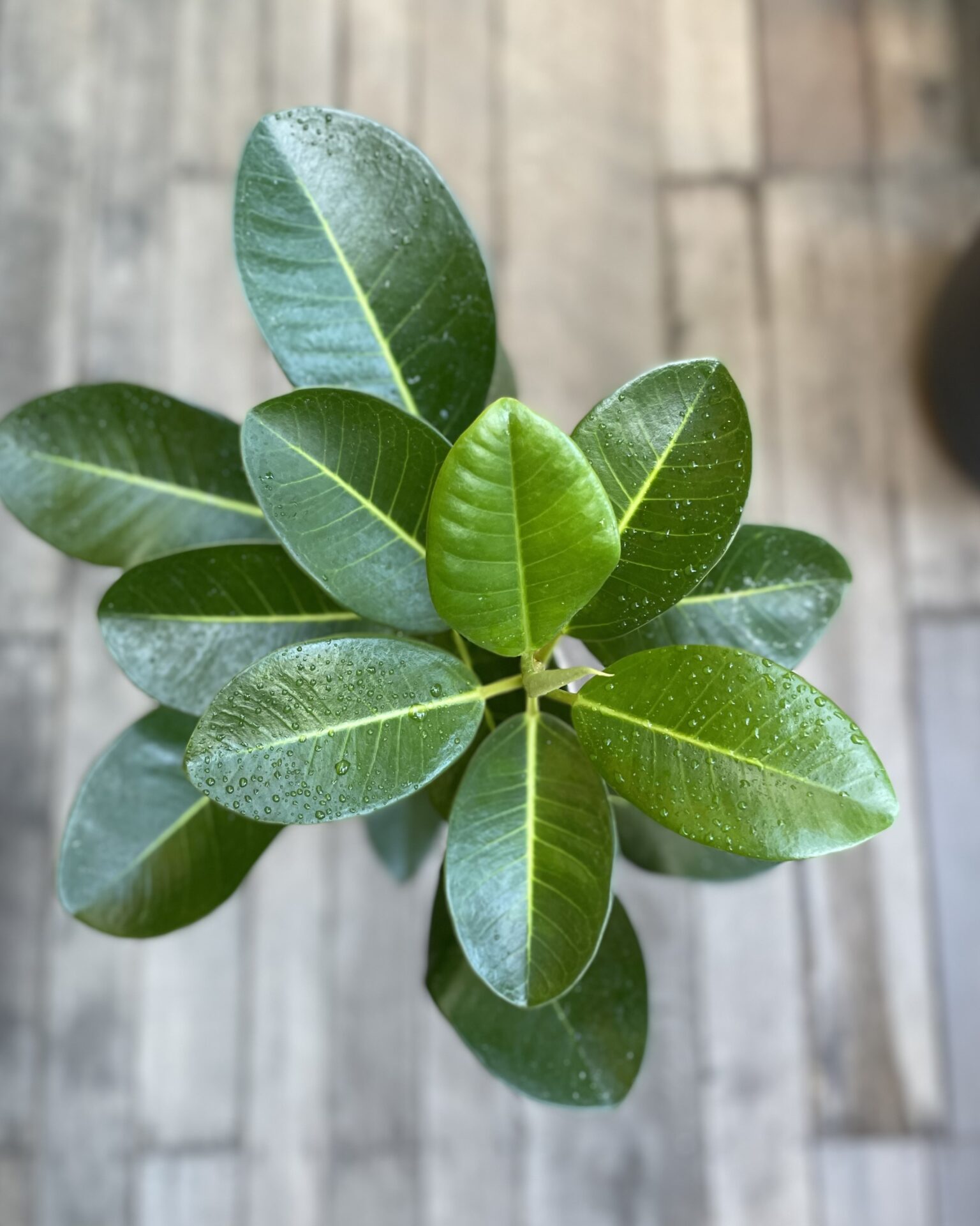 観葉植物】フランスゴムの木【Sサイズ】 | garage living with plants