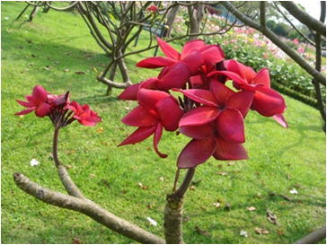 GKZ植物事典・團伊玖磨植物事典・プルメリア