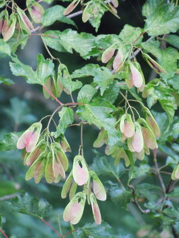 GKZ植物事典・カラコギカエデ（鹿子木楓）