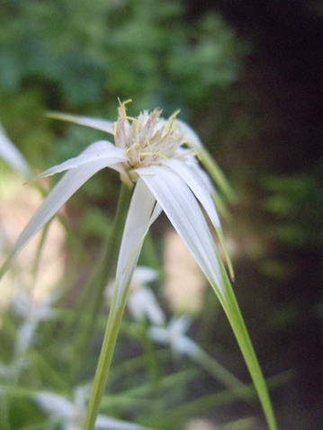 GKZ植物事典・シラサギスゲ