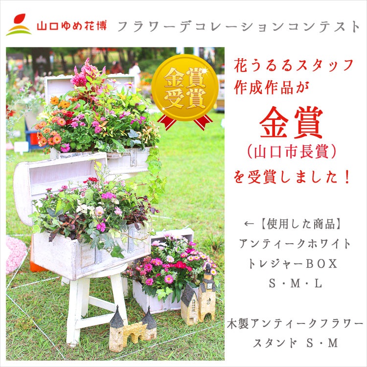 送料無料】花うるる おまかせ 寄せ植え トレジャーBOX [Lサイズ