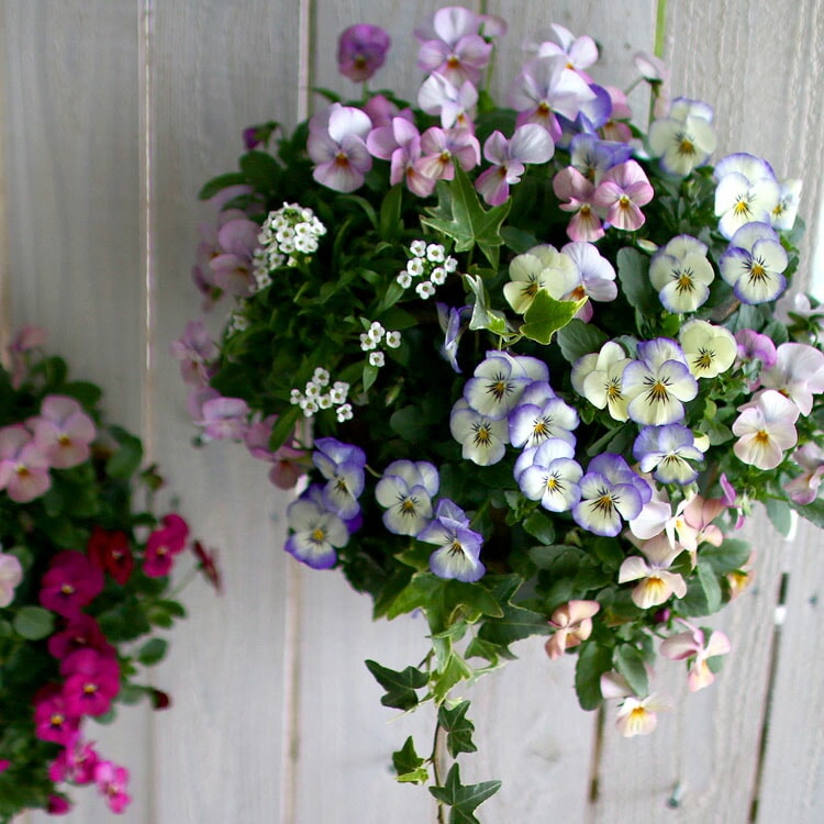 ビオラのハンギングバスケット 花うるる 寄せ植え [パステルリバー] M