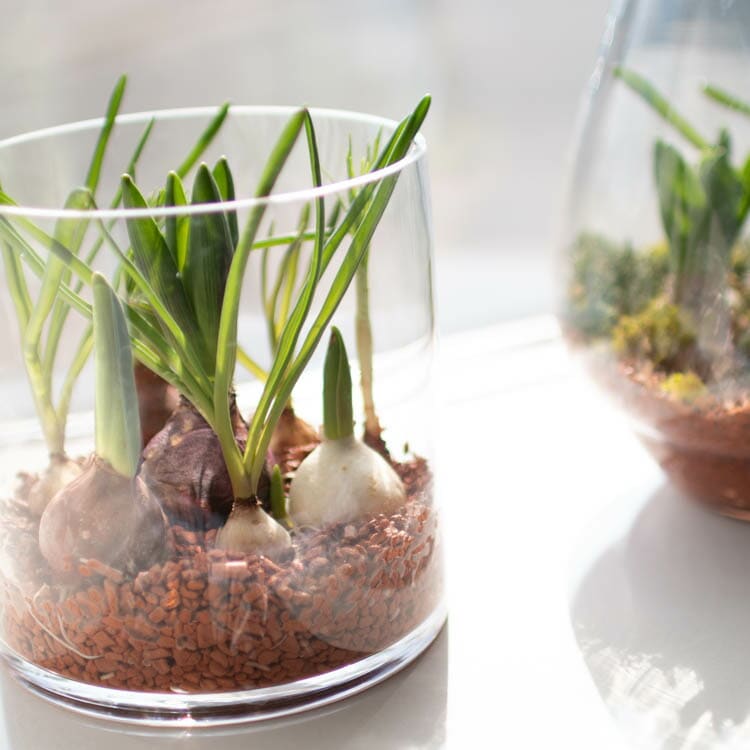 水耕栽培キット 芽出し球根おまかせmix ガラス付き「ラウンド グラス
