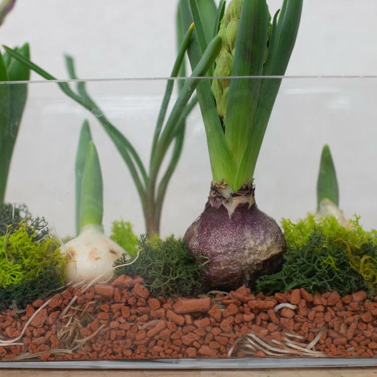 水耕栽培キット 芽出し球根おまかせmix ガラス付き「レクタングル