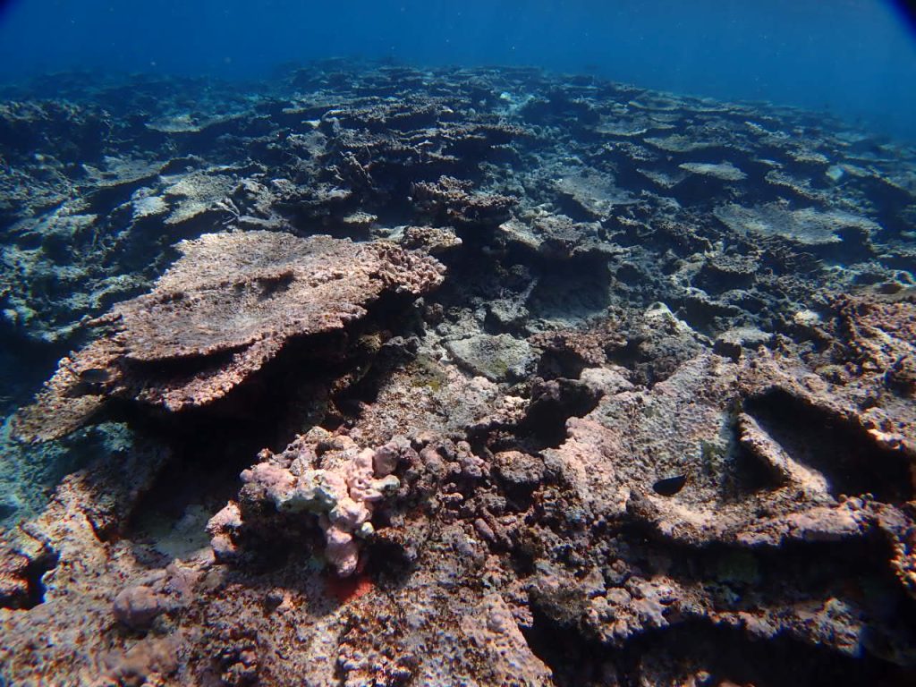 サンゴの今を撮影に。 | 西表島のダイビングサービス。体験ダイビング