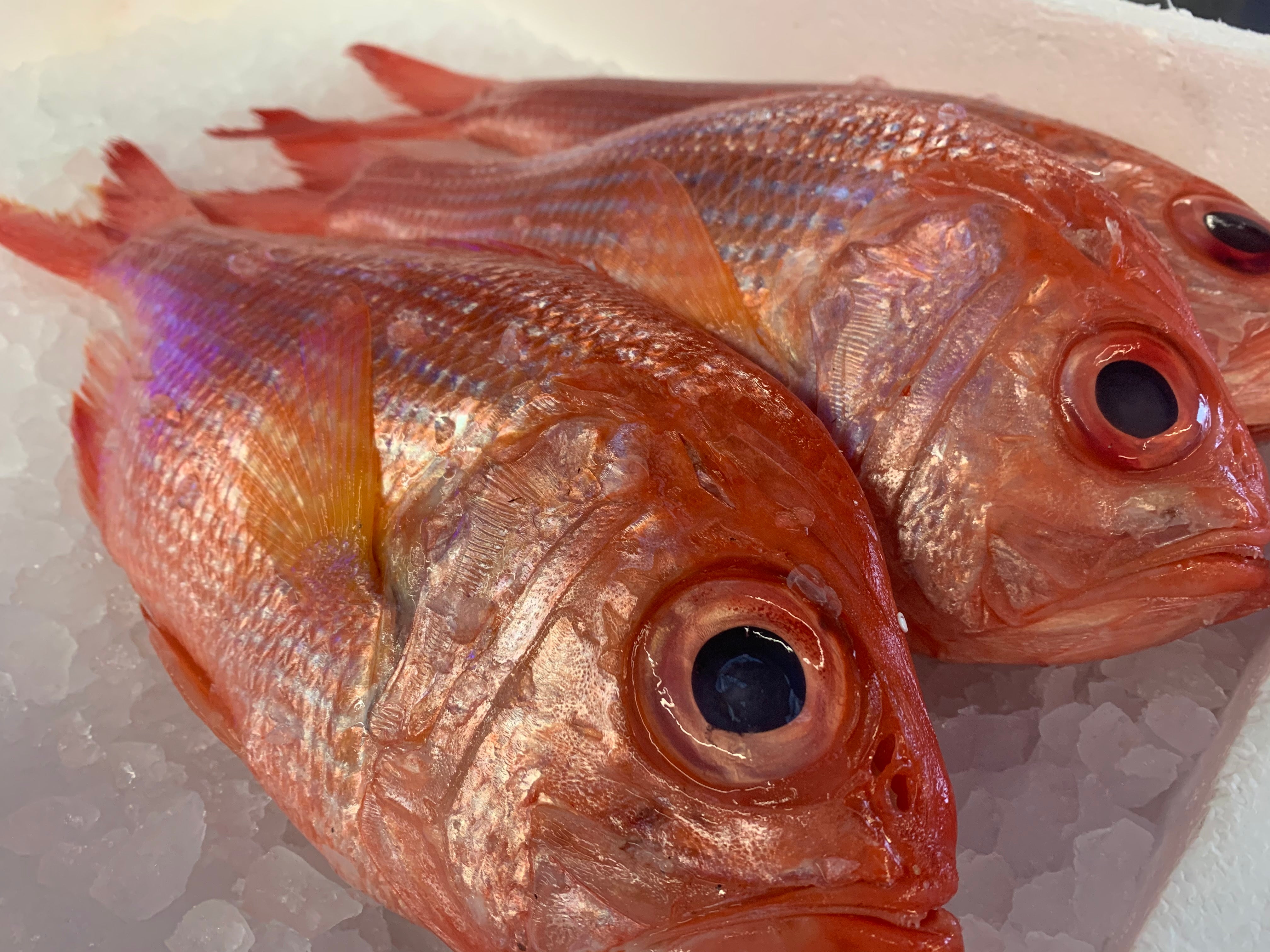 Whole New Zealand Red Snapper, Fresh – Goldfish Seafood Market