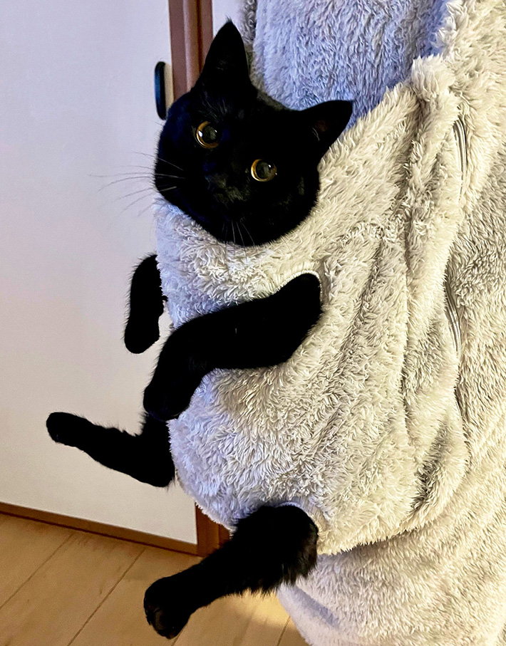 赤ちゃんみたいでかわいい」 人気商品をまとった猫の姿が？「笑った