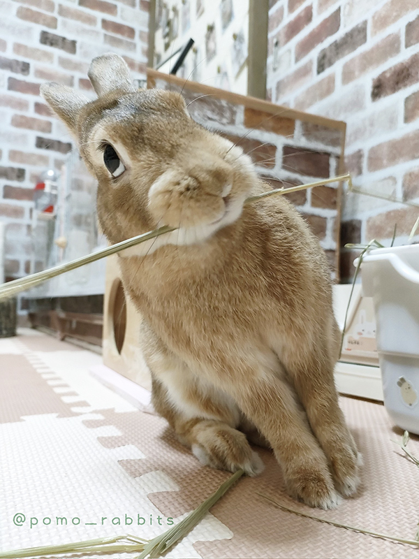 今日イチ爆笑した」 ウサギの写真を撮った結果？「どういう感情