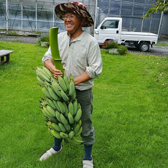 アイスクリームバナナ苗 - ちたフルーツビレッジ｜萬秀フルーツ