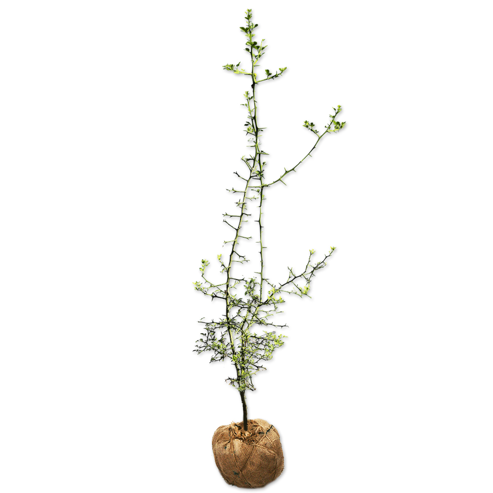 カラタチ 苗木 販売 トオヤマグリーン