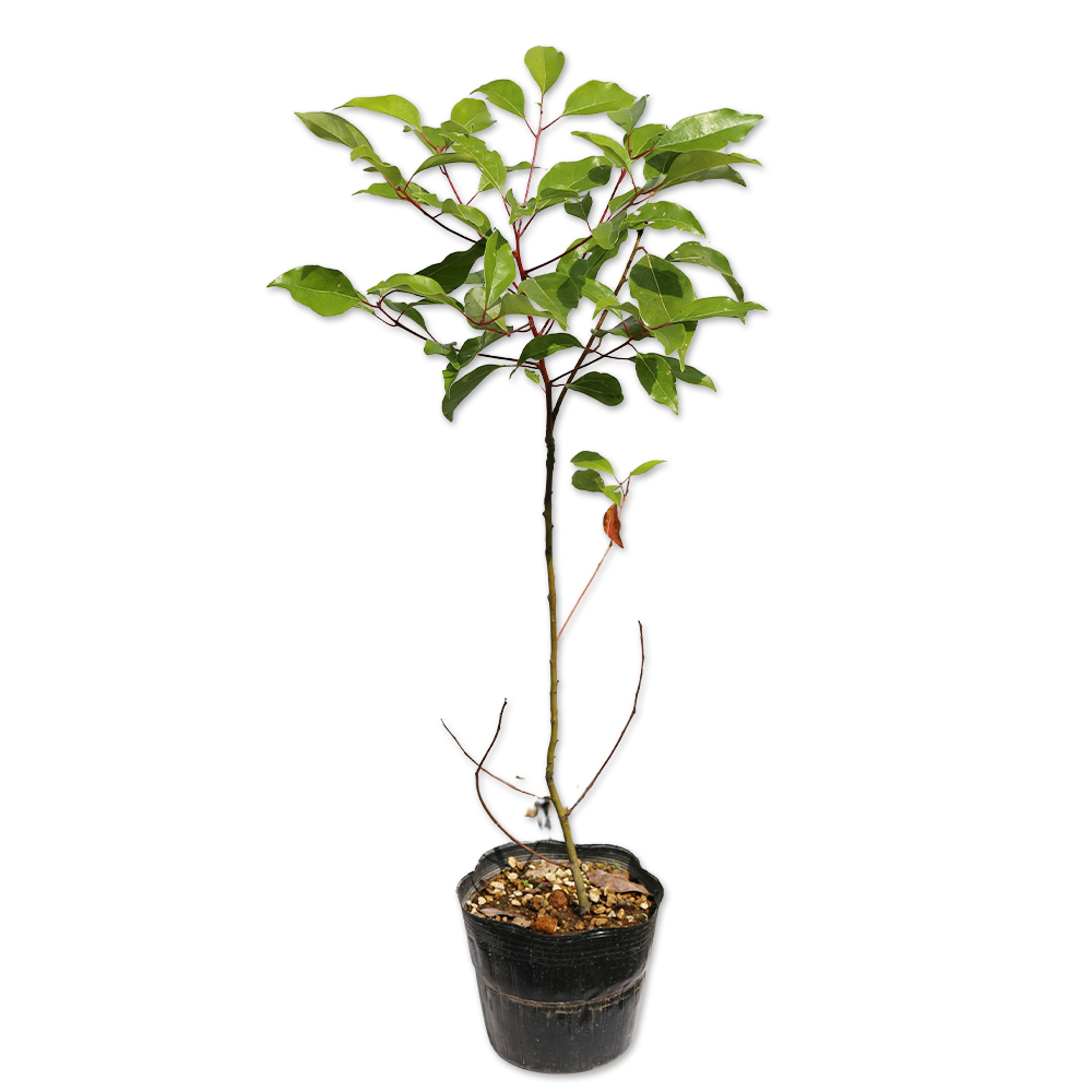 クスノキ 苗木 販売 トオヤマグリーン