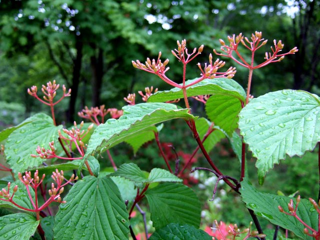 ミヤマガマズミ 苗木 販売 トオヤマグリーン