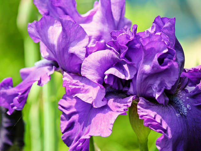 ジャーマンアイリス/紫 苗 販売 トオヤマグリーン