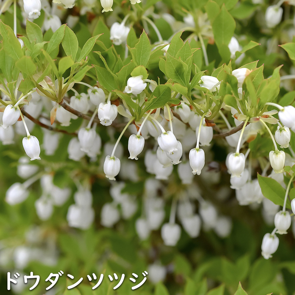 ドウダンツツジ 苗木 販売 トオヤマグリーン