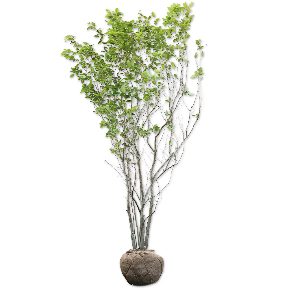 ヤマコウバシ 苗木 販売 トオヤマグリーン