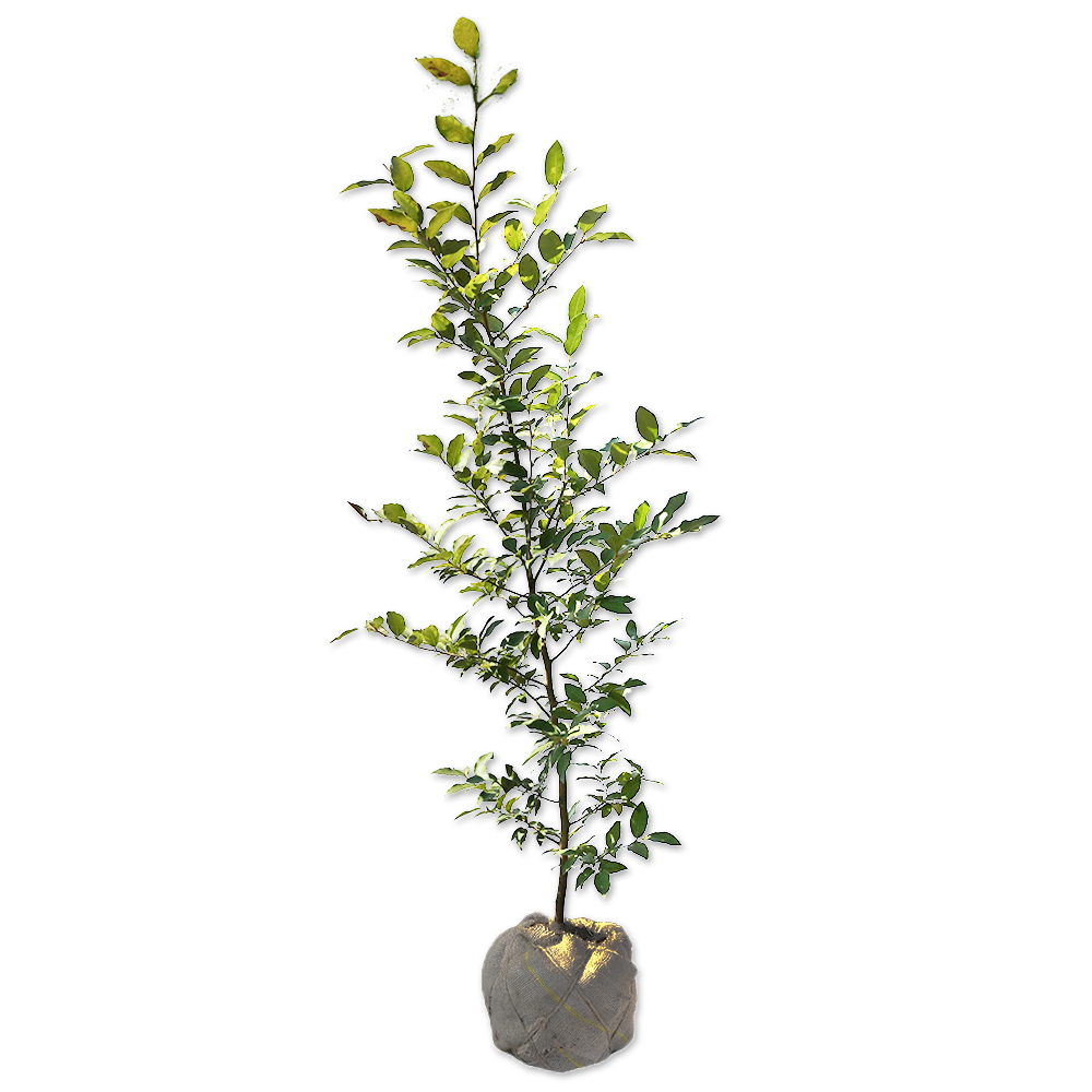 ヤマコウバシ 苗木 販売 トオヤマグリーン