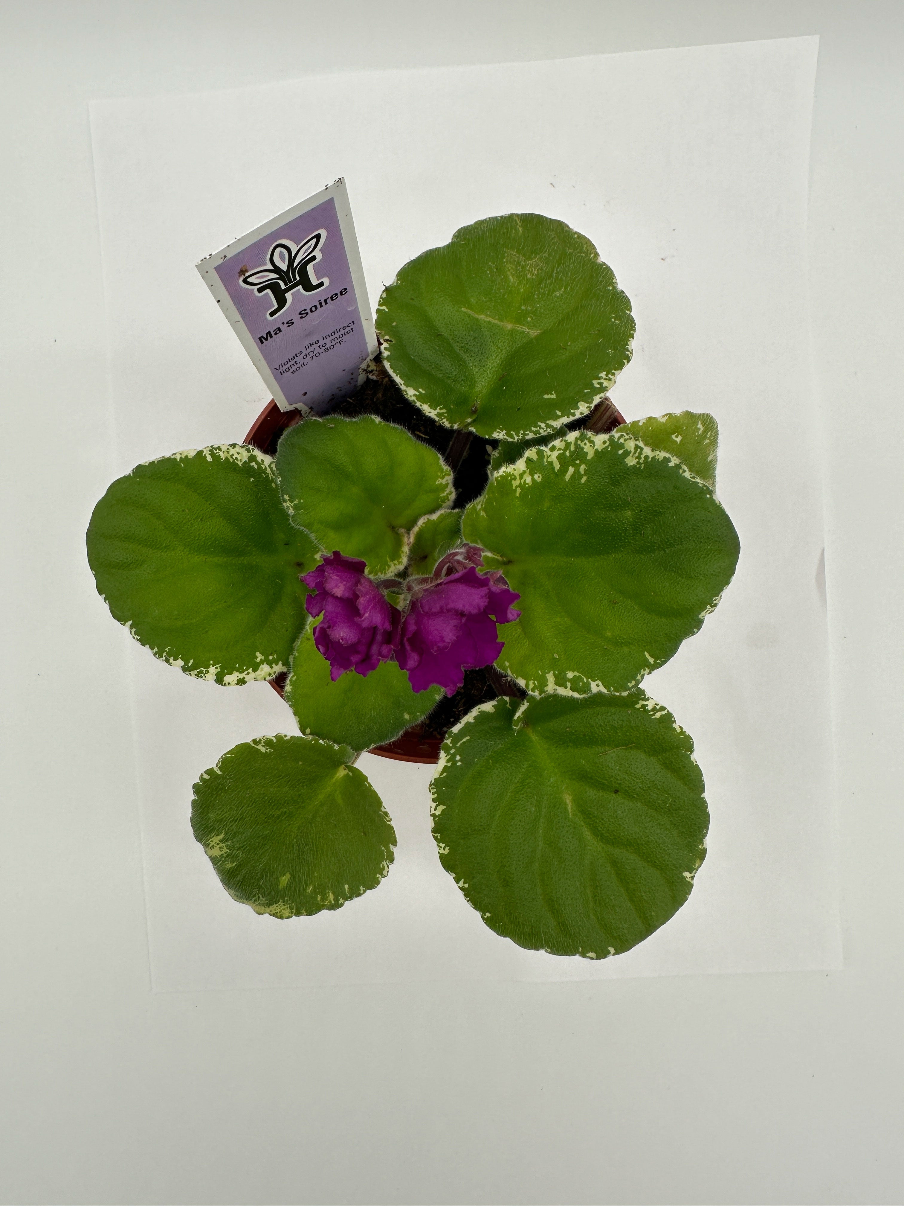 Ma's Soiree - Live African Violet 4