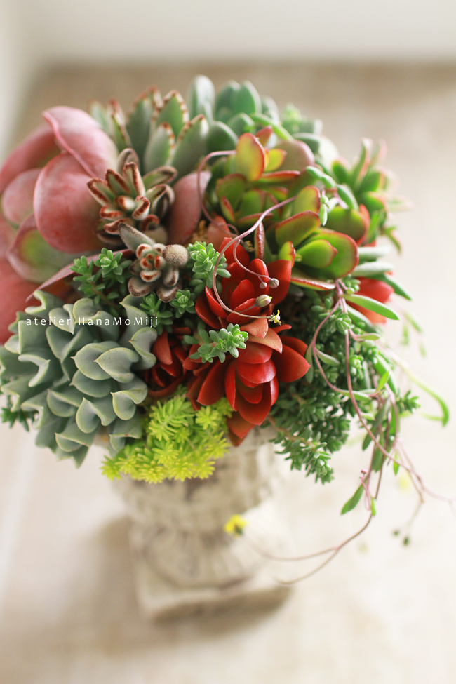 鮮やか多肉植物寄せ植え | アトリエ華もみじ