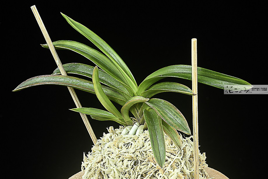 最上木・日本春蘭・中型中透【百華宝】 - 東洋蘭専門店 花ごよみ