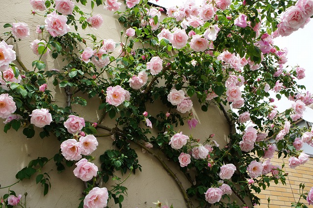 バラ スパニッシュビューティー LCl ラージフラワードクライマー