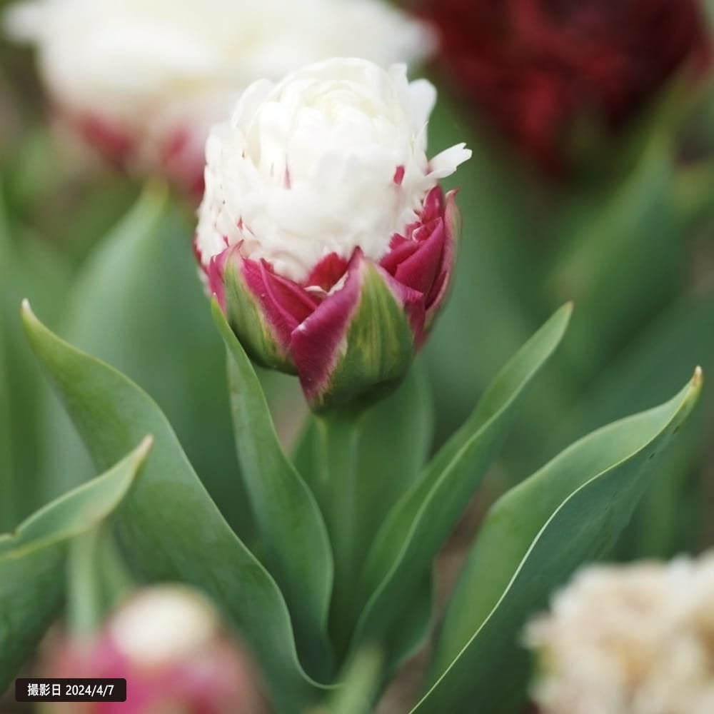 000000040093-02.jpg?size=l&w=