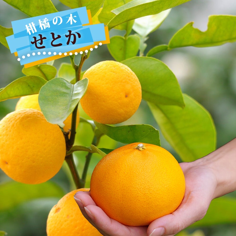 スイートスプリング 苗 おすすめ 苗木部 By 花ひろばオンライン