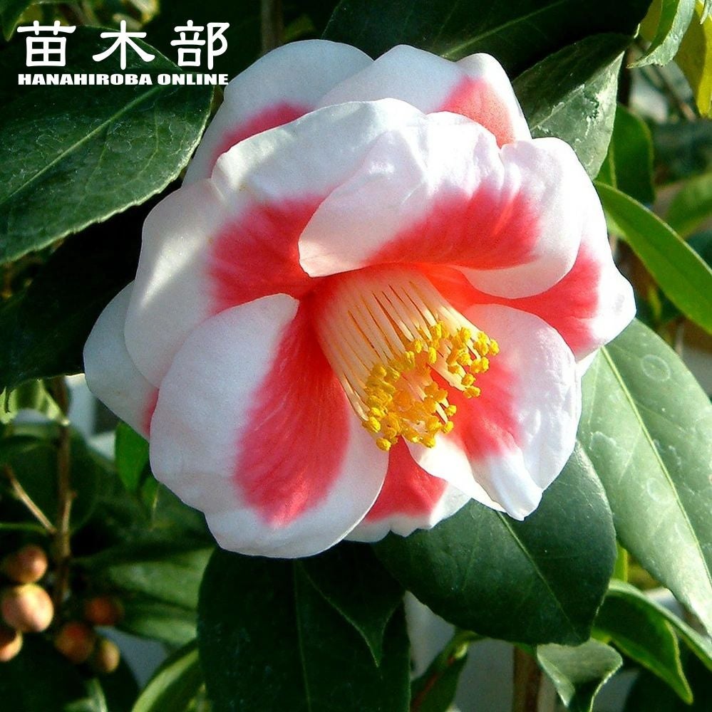 000000049202-01.jpg?size=l&w=