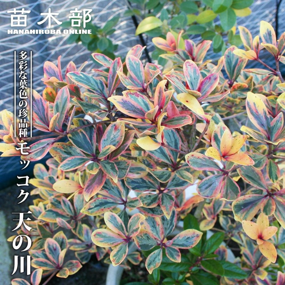 タイサンボク リトルジェム 苗 通販 苗木部 By 花ひろばオンライン