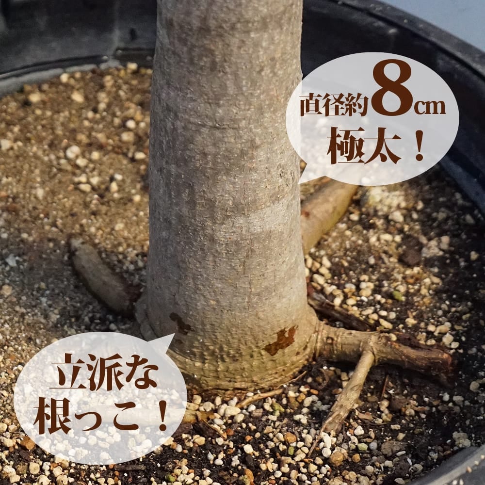 マンゴー キーツ 苗 通販 苗木部 By 花ひろばオンライン