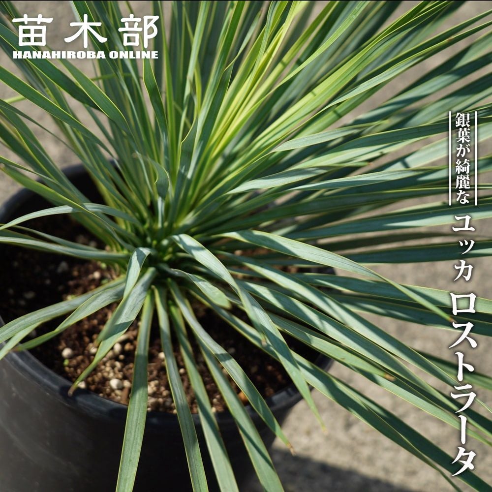 000000067289-01.jpg?size=l&w=