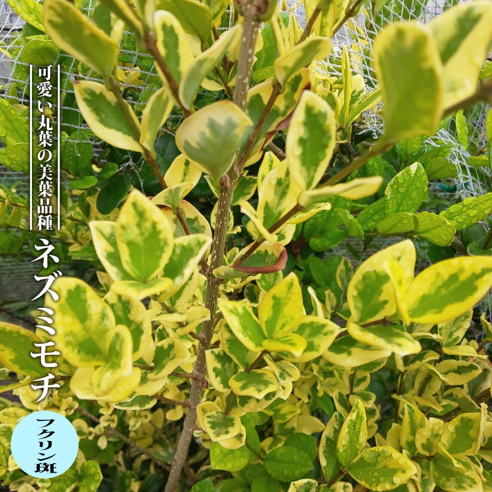 000000068212-01.jpg?size=m&w=