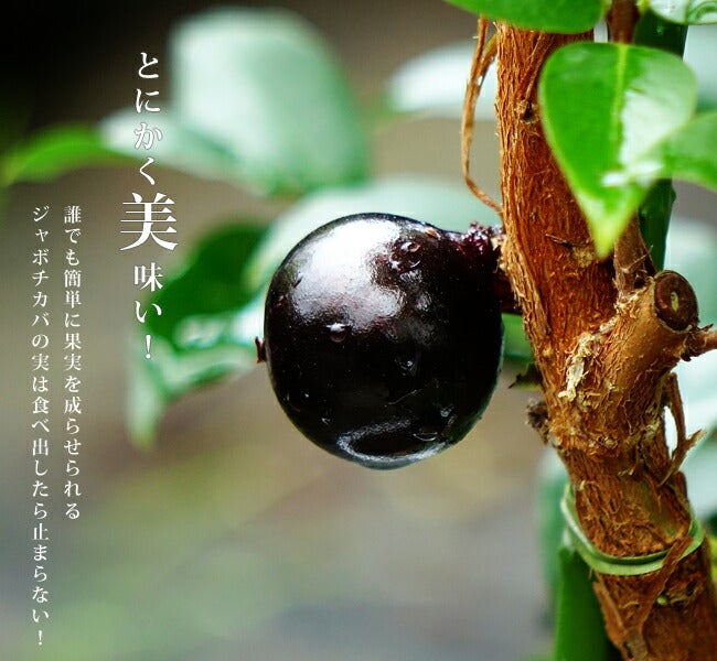 000000088192-06.jpg?size=l&w=