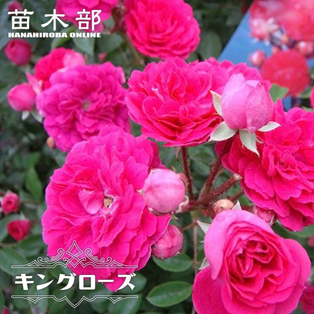 000000000574-01.jpg?size=m&w=