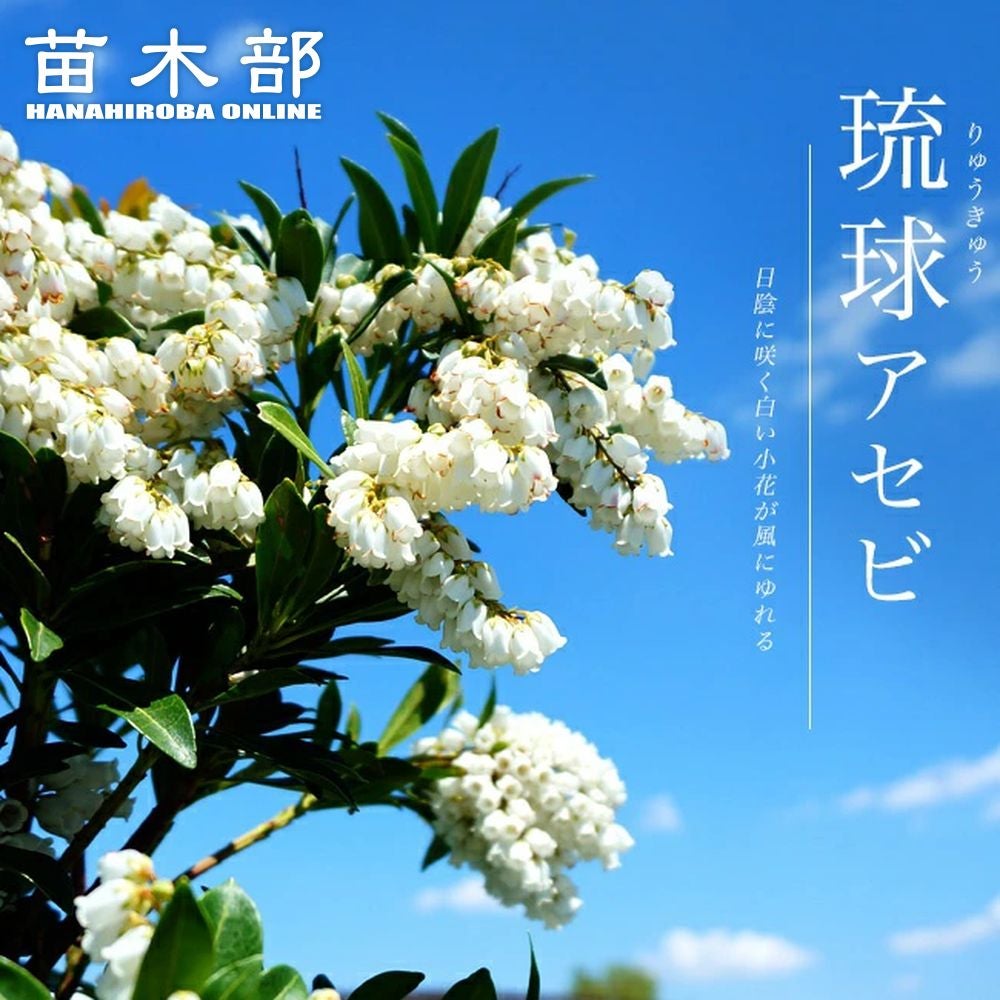 アセビ 斑入り 苗 販売 苗木部 By 花ひろばオンライン