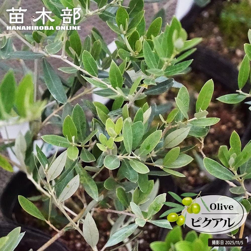 オリーブ ピクアル 苗 販売 苗木部 By 花ひろばオンライン
