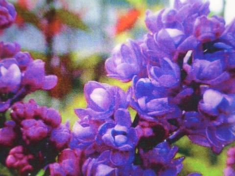 ライラック ミセスエドワードハーディング 苗 販売 苗木部 By 花ひろば