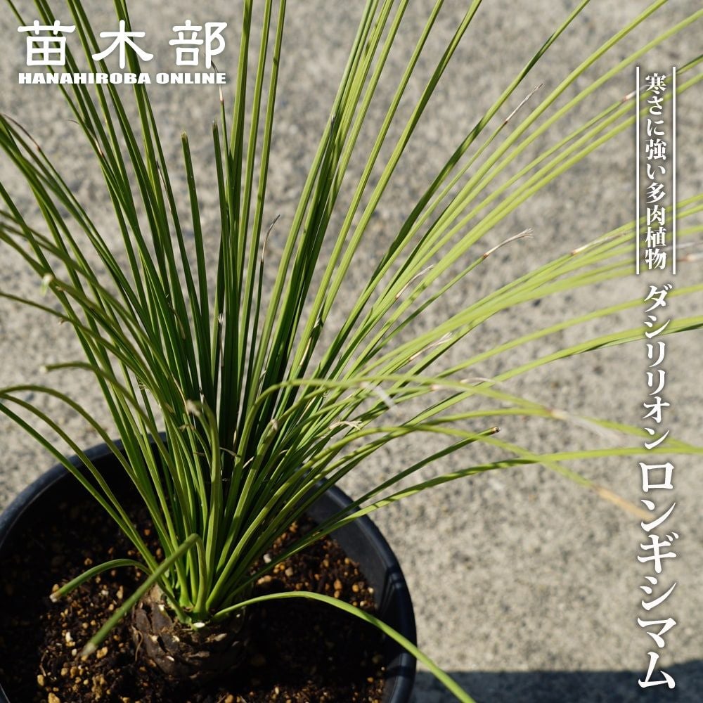 000000108004-01.jpg?size=l&w=