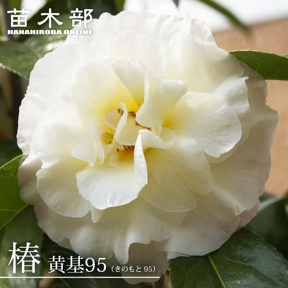 椿 ダローネガ 苗 販売 苗木部 By 花ひろばオンライン