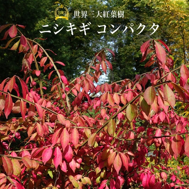 000000016007-01.jpg?size=l&w=