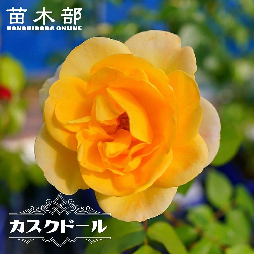 バラ グレイパール HT ハイブリッドティー 苗 通販 苗木部 By 花ひろば